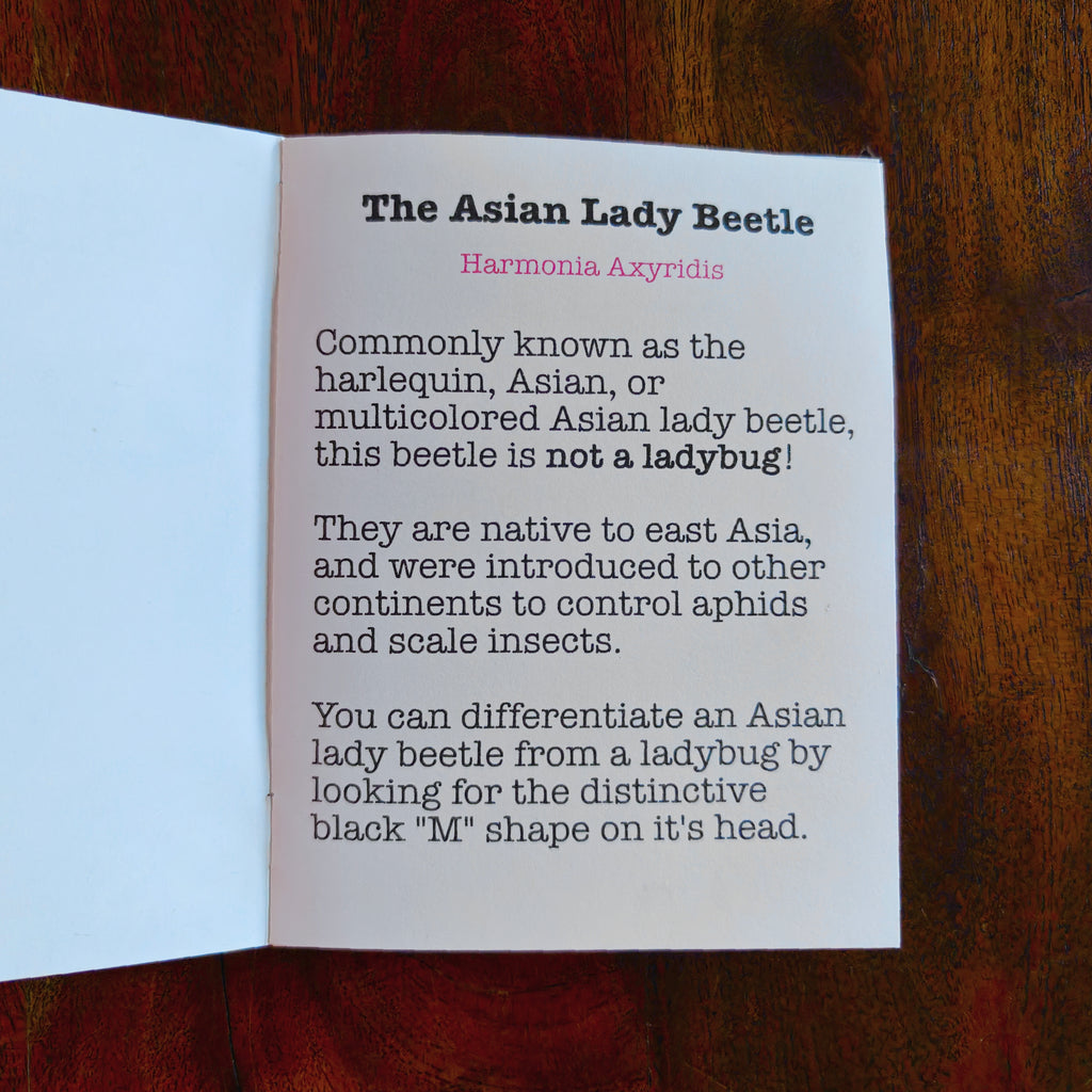 Asian Lady Beetle's 123s - A Counting Zine